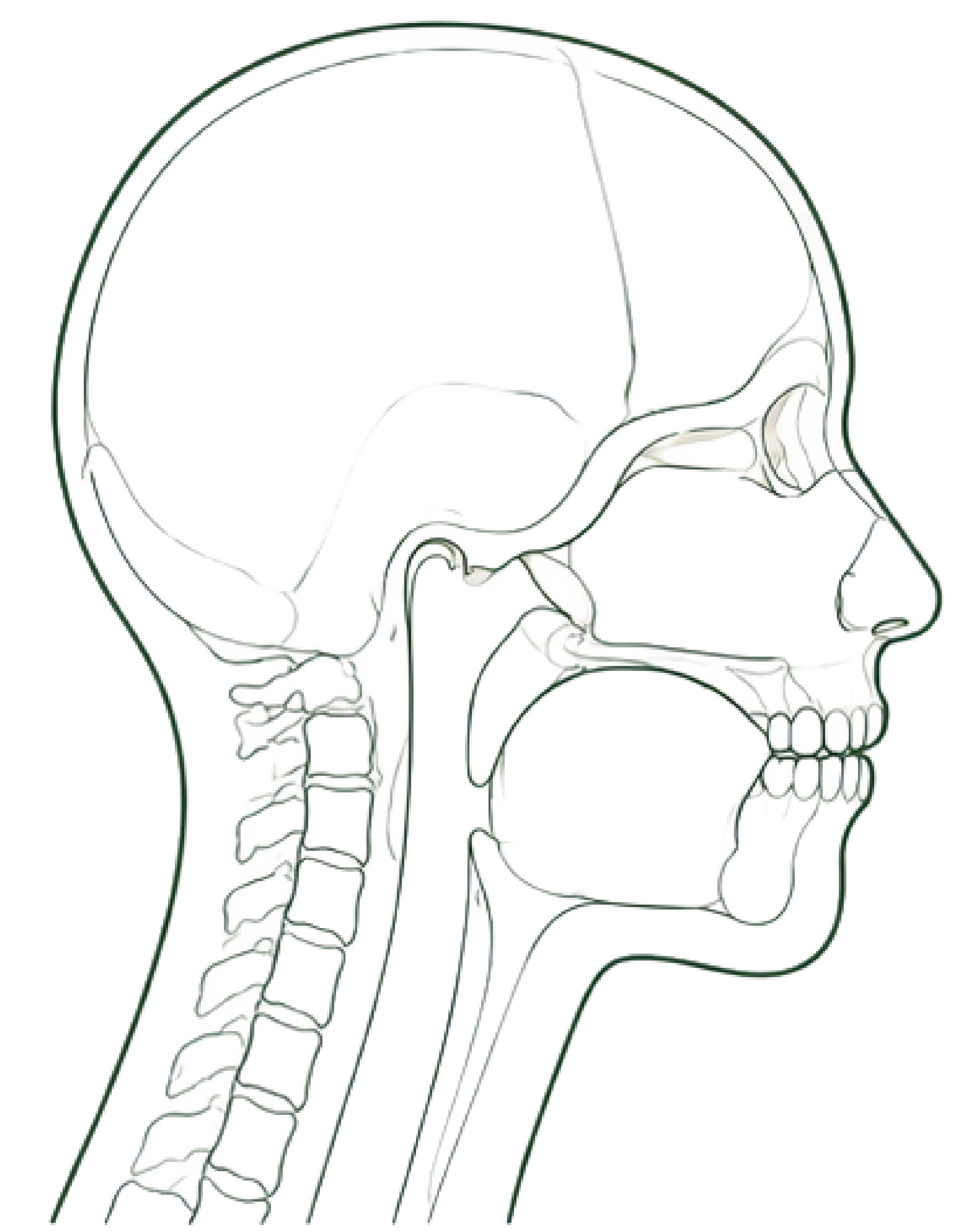 Infant craniofacial profile, line illustration