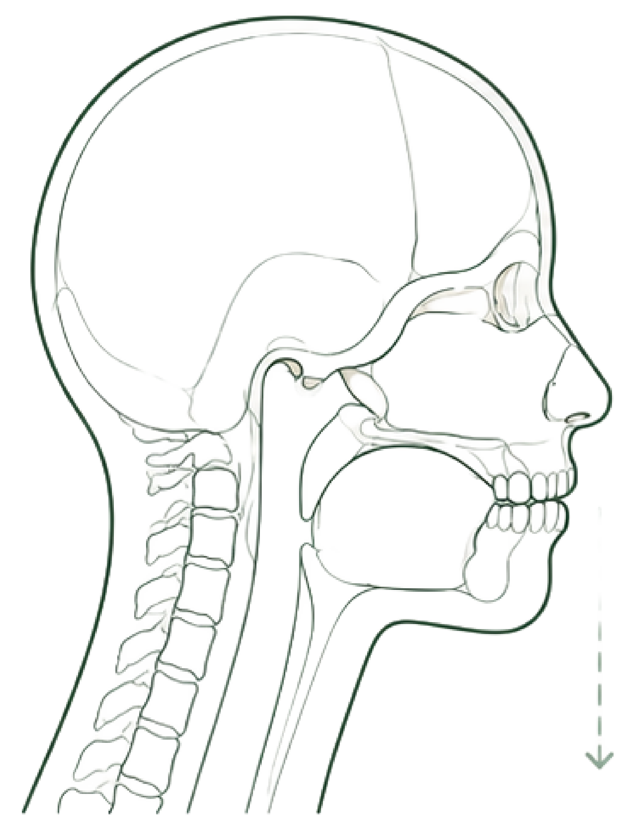 Child mid-growth craniofacial profile, line illustration