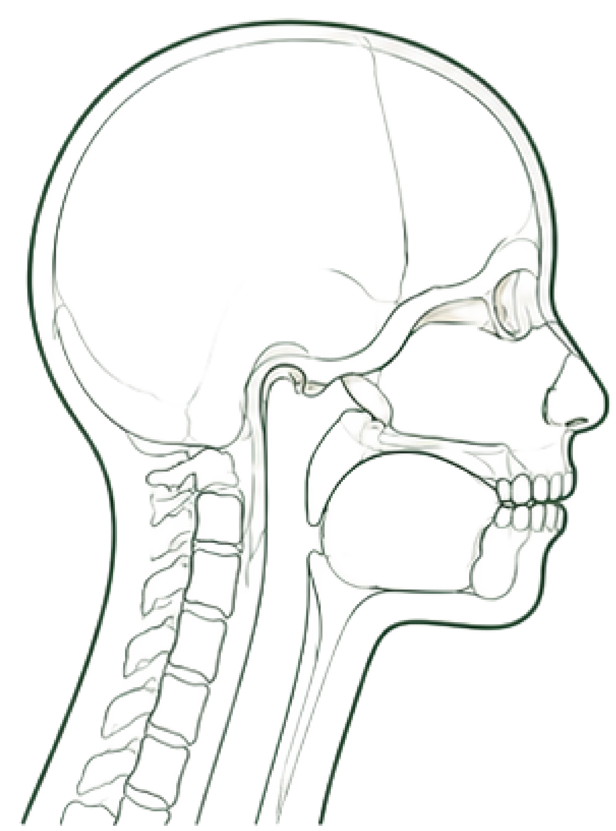 Adolescent craniofacial profile, line illustration