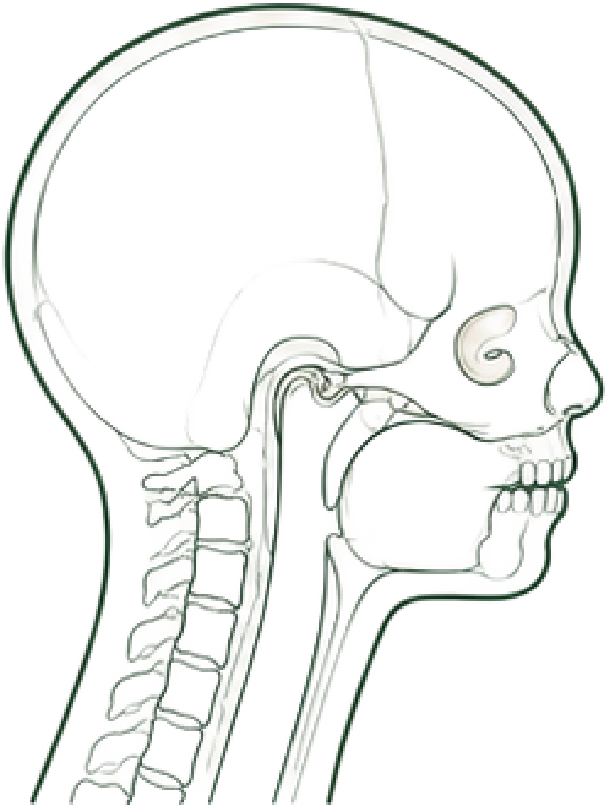 Adult craniofacial profile, line illustration
