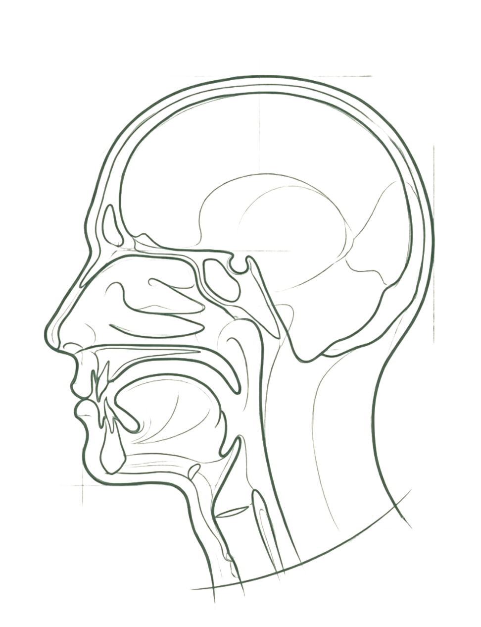 Editorial craniofacial line illustration